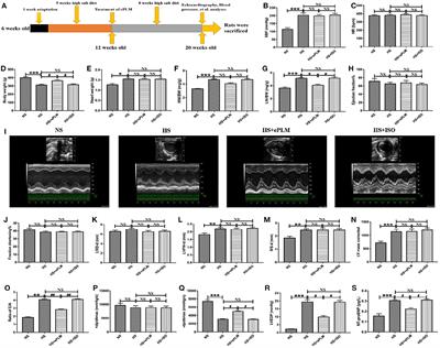 Early Passive Leg Movement Prevents Against the Development of Heart Failure With Preserved Ejection Fraction in Rats